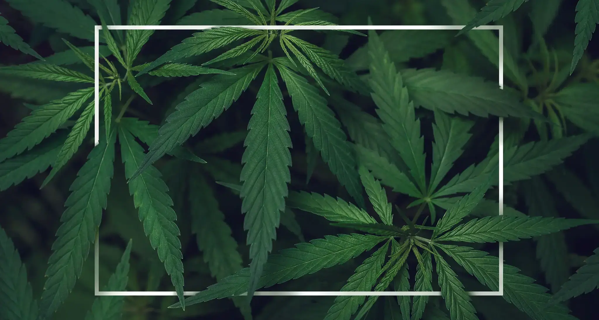 Hintergrundgrafik im Kopfbereich